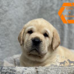 Orange collar male - Yellow male Labrador Retriever puppy in Beaverdam, Virginia from Riverside Sunset Labrador Retrievers