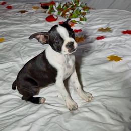 Sasha - Black brindle and white female Boston Terrier puppy in London, Kentucky from Puppy Love