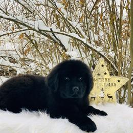 Newfoundland Puppies from Dyer Lake Newfoundland’s