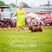 Sweetums - Sussex Spaniel