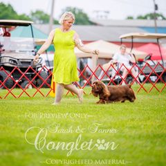 Sweetums - Sussex Spaniel