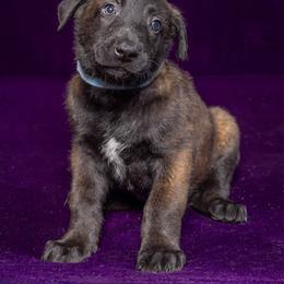 Light Blue - Fawn sable male Belgian Malinois puppy in Ellerbe, North Carolina from Grand Prix Kennel