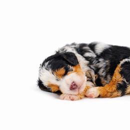Australian Mountain Doodle, Bernedoodle, and Cavapoo Puppies from Cedar Wood Farms