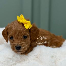 Yellow collar HOLLY - Red  female Goldendoodle puppy in Salem, Utah from Aspen Doodles