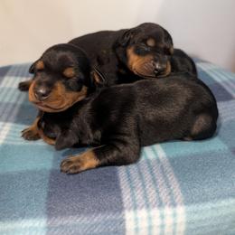 Black male 3 - Black male German Pinscher puppy in Chatham, Virginia from WMHK9/Roolyn German Pinschers