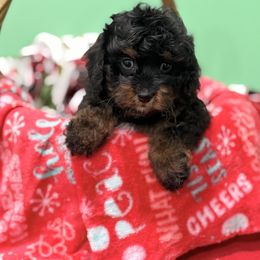 Murphy - Black and tan male Cavapoo puppy in Somerset, Kentucky from Hilltop Doodles KY LLC