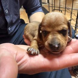 Oakley - Red male Dachshund puppy in Yuba City, California from The Navarro Furbabies