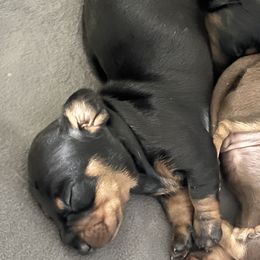 Girl 2 - Dachshund puppy in New Jersey from Bergamo’s  Dachshunds