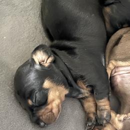 Girl 2 - Dachshund puppy in New Jersey from Bergamo’s  Dachshunds