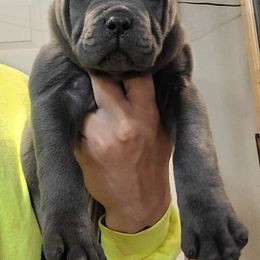Cane Corso Puppies from JSM Corsos
