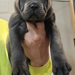 Cane Corso Puppies from JSM Corsos