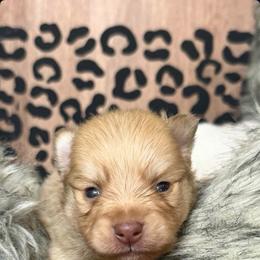 Price - Lavender male Pomeranian puppy in Fort Worth, Texas from Clara’s Kennel