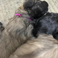 Girl1 - Fawn female Bouvier des Flandres puppy in Bethlehem, Connecticut from Bouviers Gate House