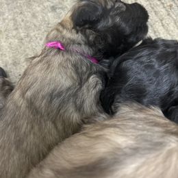Girl1 - Fawn female Bouvier des Flandres puppy in Bethlehem, Connecticut from Bouviers Gate House