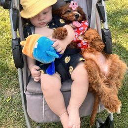 Billie - Cavapoo