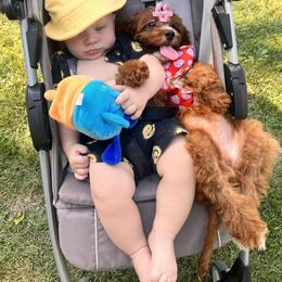 Billie - Cavapoo