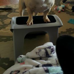 English Bulldog and French Bulldog Puppies from Clever Bulldogs