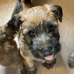 Soft Coated Wheaten Terriers from Rioga Wheatens