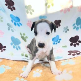 Delilah - White and fawn brindle female Whippet puppy in West Plains, Missouri from Sycamore Ridge Puppies
