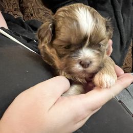 Shih Tzu Puppies from Meihem Pups