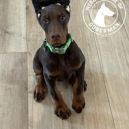 Doberman Pinscher Puppies from Webb’s House of Doberman LLC