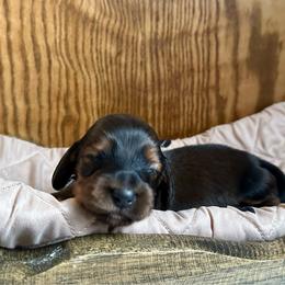 Cadbury Egg - Red male Dachshund puppy in Wolf Lake, Indiana from Canisteo Dachshunds