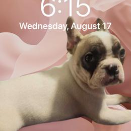 Pepper - French Bulldog