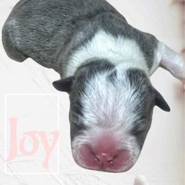 Joy - Blue female Boston Terrier puppy in Brazos Point, Texas from TX Southern Belle Bostons