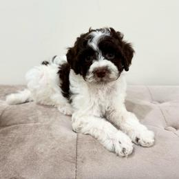 Aspen - Brown and white female Aussiedoodle puppy in Allen, Texas from Calena’s Doodles