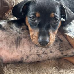 Dachshund Puppies from Dapper Doxies