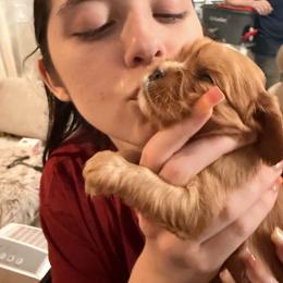 Cavalier King Charles Spaniel and Cavapoo Puppies from Unicorn Tears and Cavaliers