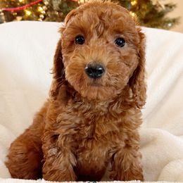 Tucker - Goldendoodle puppy from Supreme Doodles