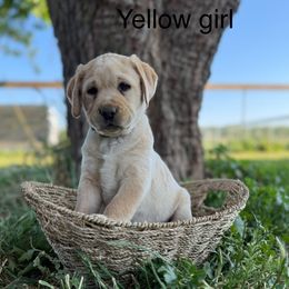 Yellow Girl - Yellow Labrador Retriever puppy in Corning, California from Raven's Labradors