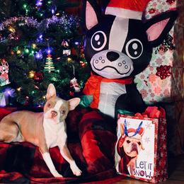 Dutchess - Lilac female Boston Terrier puppy in Rosston, Arkansas from Green Acre Boston Terriers