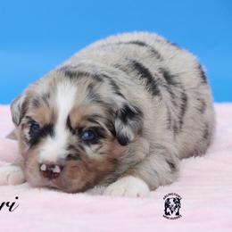 Capri - Blue merle female Miniature Australian Shepherd puppy in Weeki Wachee, Florida from Arlington's Mini Aussies