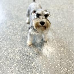 Gracie - Miniature Schnauzer