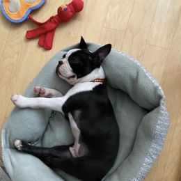 Boston Terrier Puppies from Columbus Boston Terriers