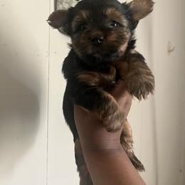 Perdita - Black and tan female Yorkipoo puppy in Gastonia, North Carolina from Dynasty Kennel