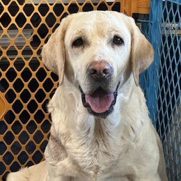 Summer - Labrador Retriever