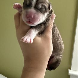 Canyon - Red and white male Siberian Husky puppy in Florence, Kentucky from Moonlight Howl Huskies