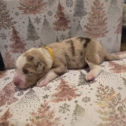 Baby A-Yellow - Red merle male Miniature Australian Shepherd puppy in Vidor, Texas from Magnolia Mini Aussies with Tails