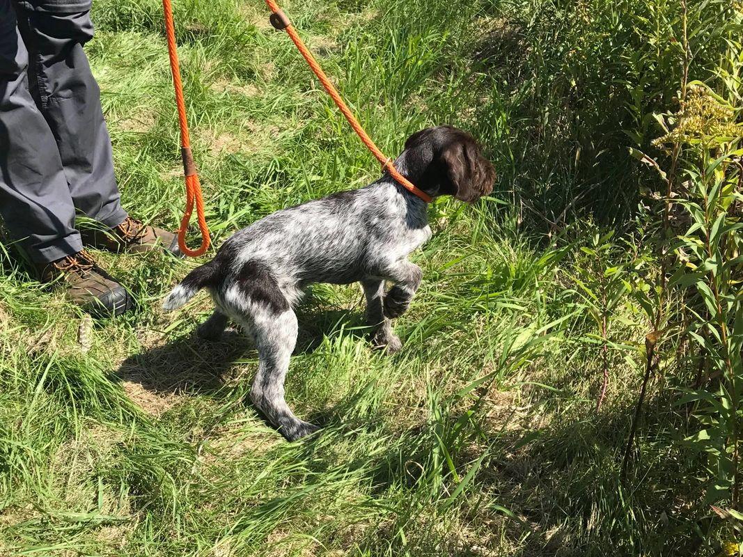 25 cute German Wirehaired Pointer puppies for sale in Maple Grove
