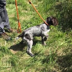 German Wirehaired Pointer Puppies from Anvil Wires
