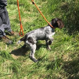 German Wirehaired Pointer Puppies from Anvil Wires