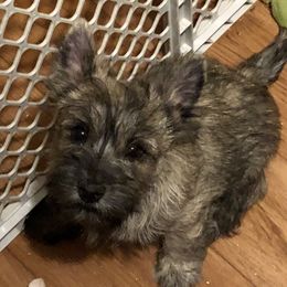 Cairn Terriers from Joan Gardner's Cairn Terriers