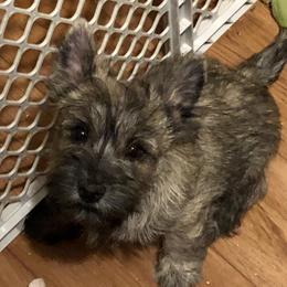 Cairn Terriers from Joan Gardner's Cairn Terriers