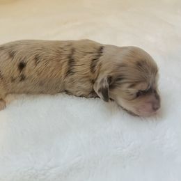 Dachshund Puppies from A Girl and Her Dachshund Pack