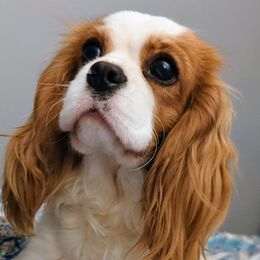 Reese - Cavalier King Charles Spaniel