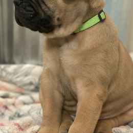 Bullmastiffs from BGBULLMASTIFFS