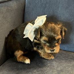 Tara - Black and tan female Yorkshire Terrier puppy in Wagoner, Oklahoma from Rosenthal Yorkies